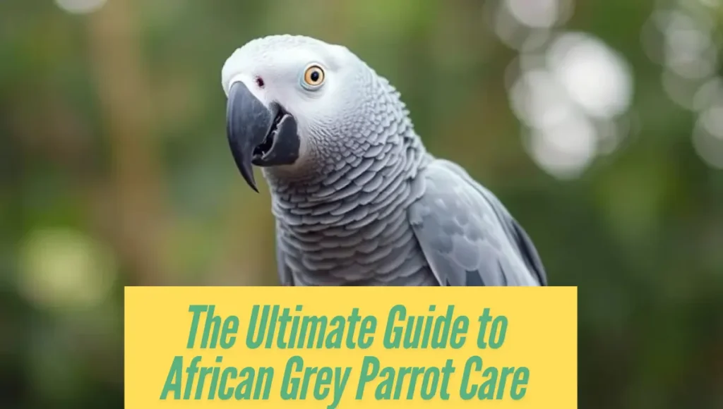 The Ultimate Guide to African Grey Parrot Care