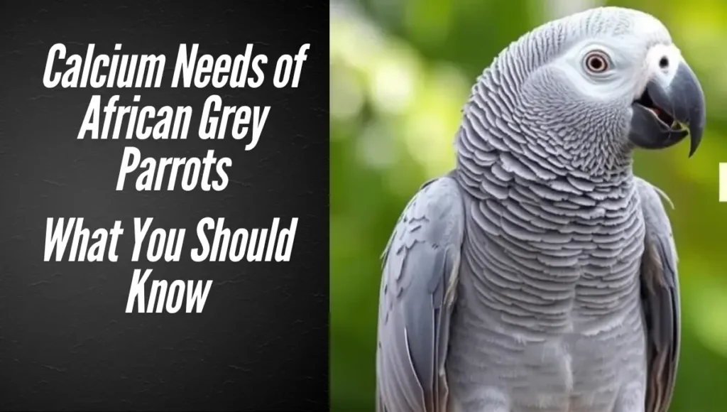 Calcium Needs of African Grey Parrots