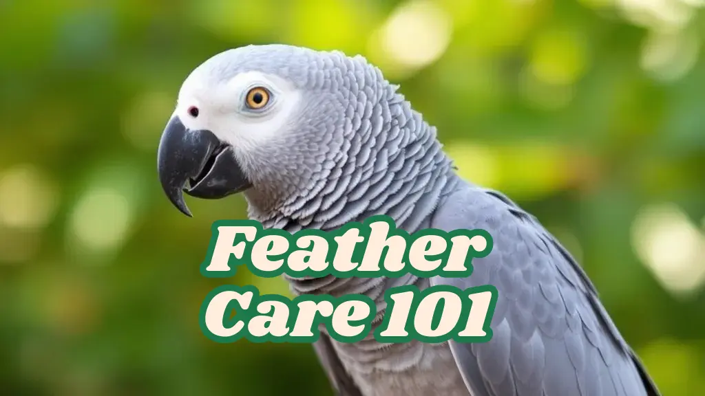 Feather Care 101